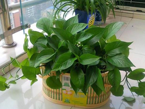 剛剛裝修完朋友讓買盆綠蘿去污染，綠蘿真的有用嗎？