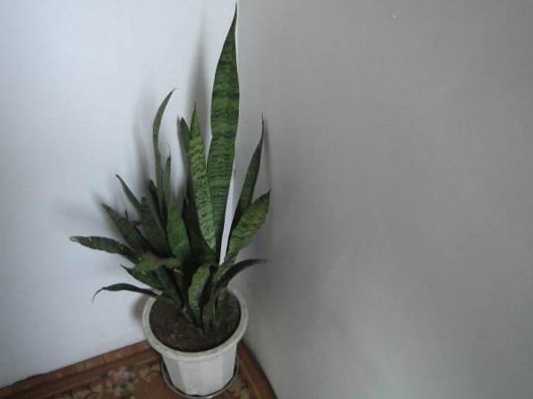 剛剛裝修完朋友讓買盆綠蘿去污染，綠蘿真的有用嗎？