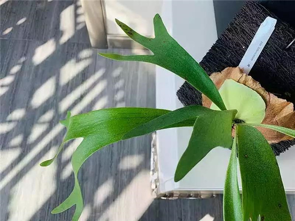 北歐風(fēng) 森系 裝修風(fēng)格 自然.png