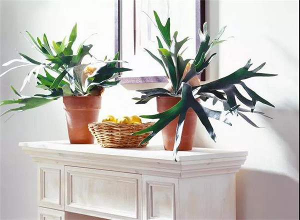 北歐風(fēng) 森系 裝修風(fēng)格 自然.png